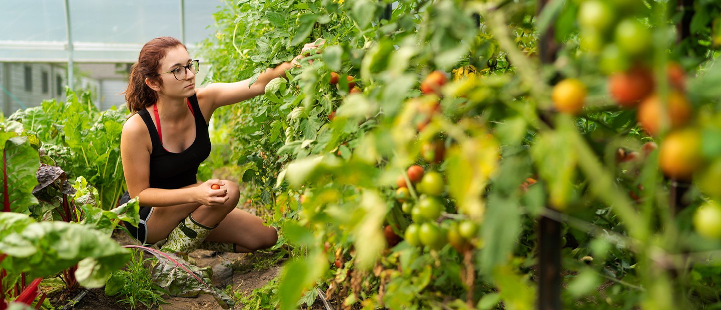 夏天，一名年轻女子从一排植物中采摘西红柿。