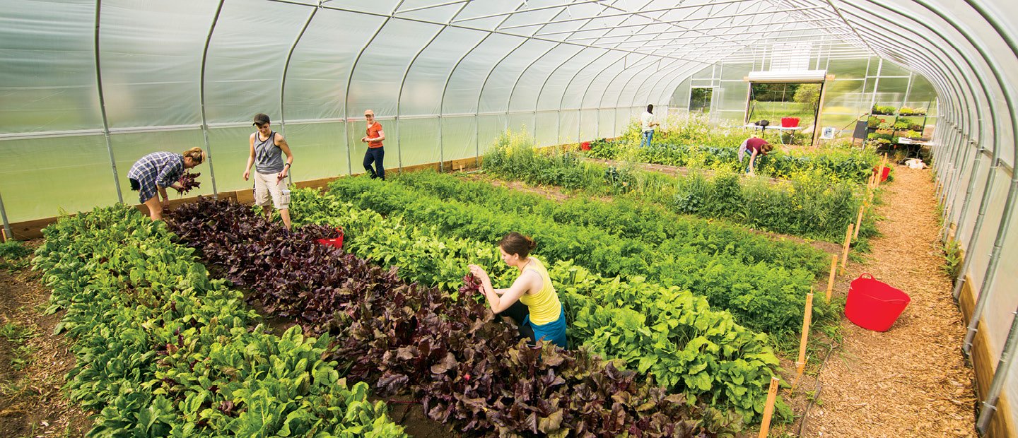 人们在植物覆盖地面的温室里工作。