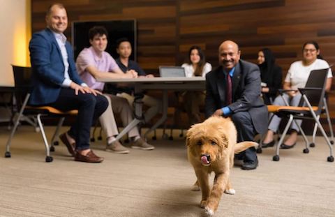 万博ManBetX登录奥克兰大学数据分析专业的学生和一只二手猎犬(SHH)的小狗。