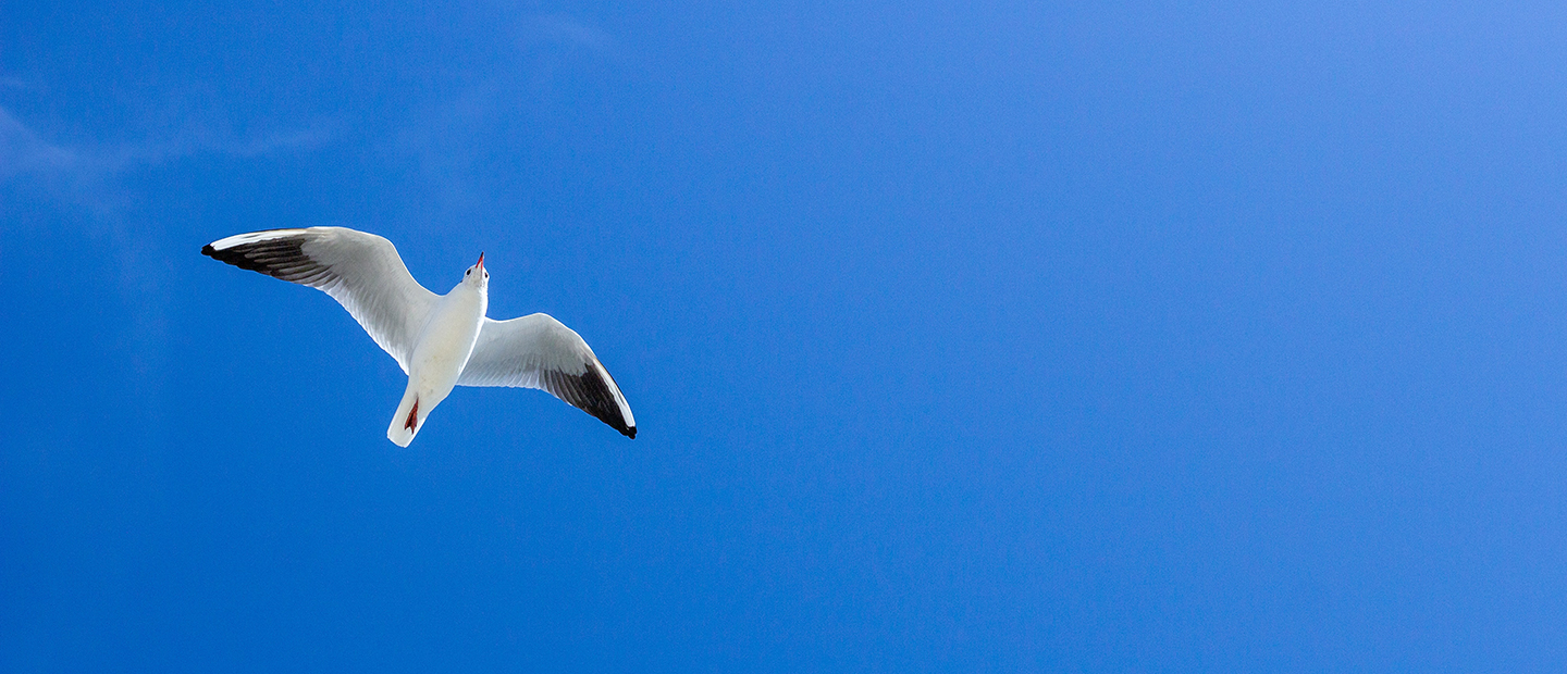 一只海鸥飞在蓝天
