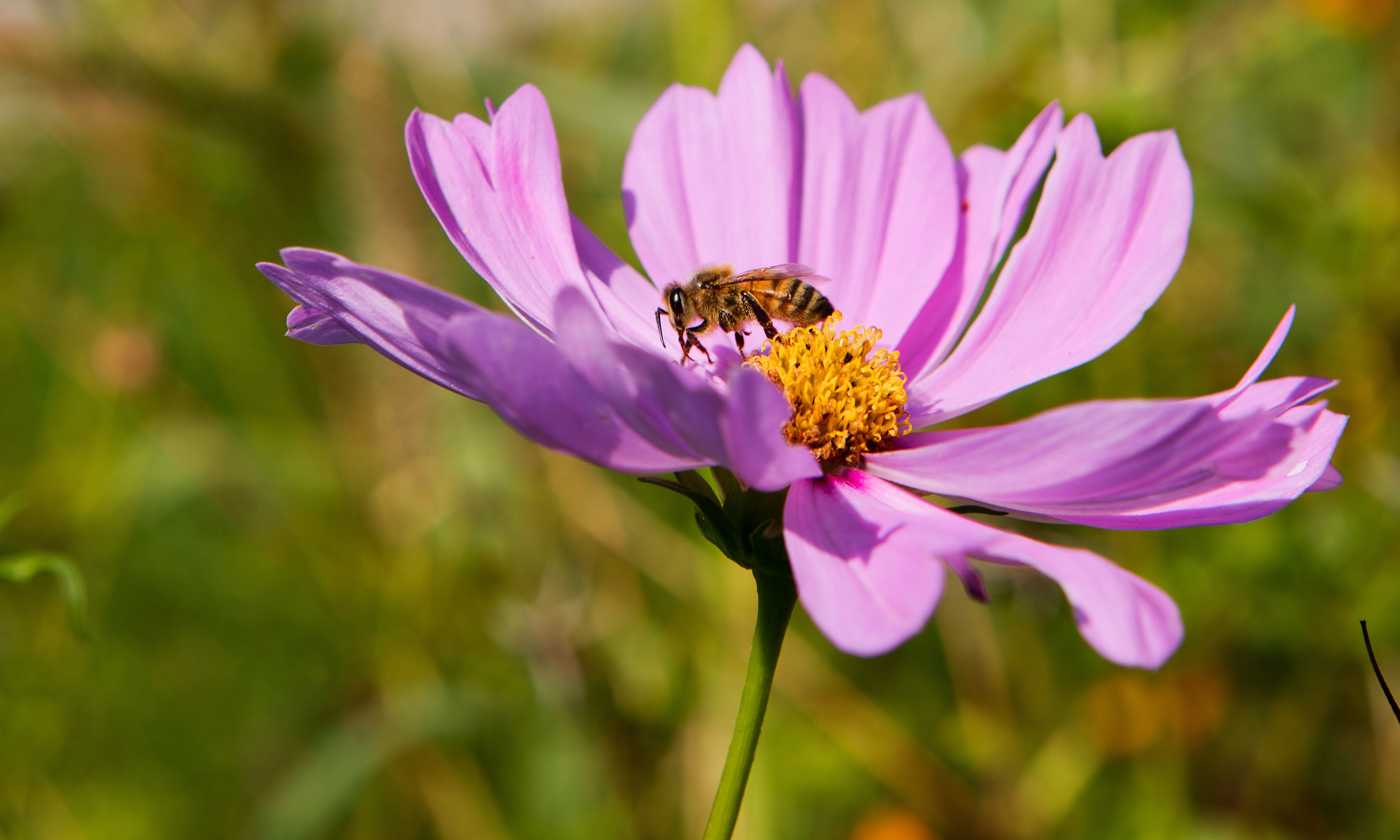 一只蜜蜂在花